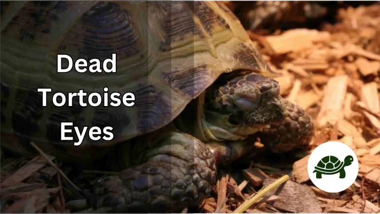 Dead Tortoise Eyes – All You Need To Know