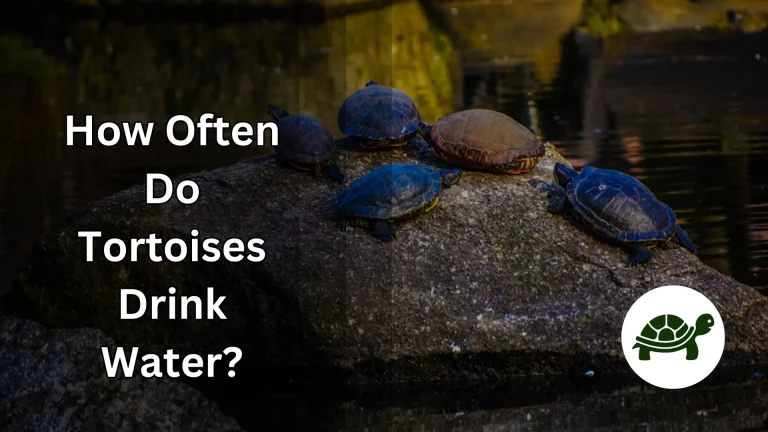 How Often Do Tortoises Drink Water? – All You Need To Know