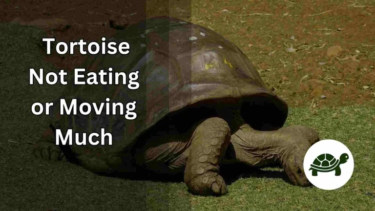 Tortoise Not Eating or Moving Much – Know what to do