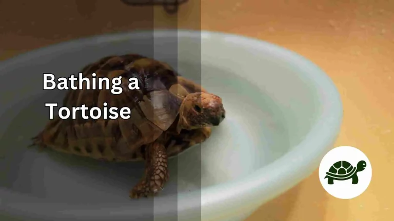 Bathing a Tortoise – All You Need To Know