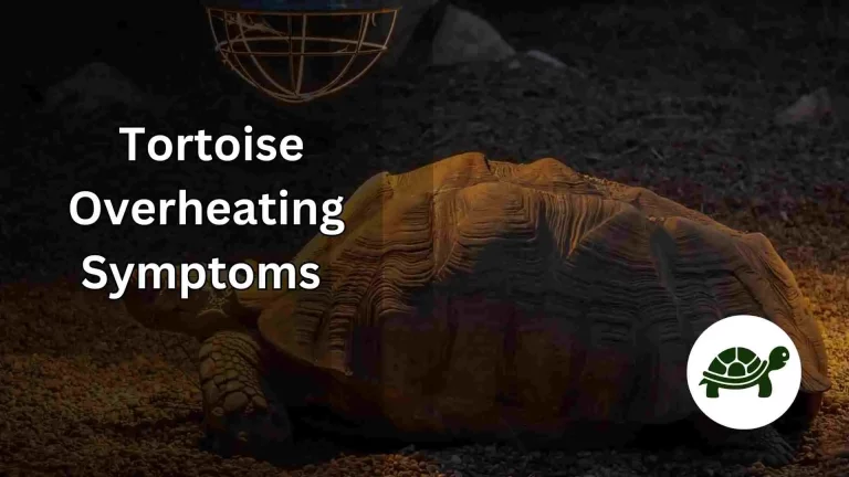 Tortoise Overheating Symptoms – All You Need To Know