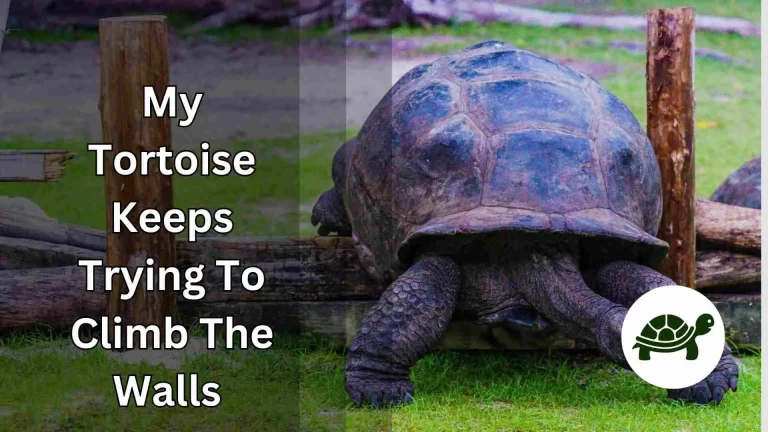 My Tortoise Keeps Trying To Climb The Walls – How to stop?
