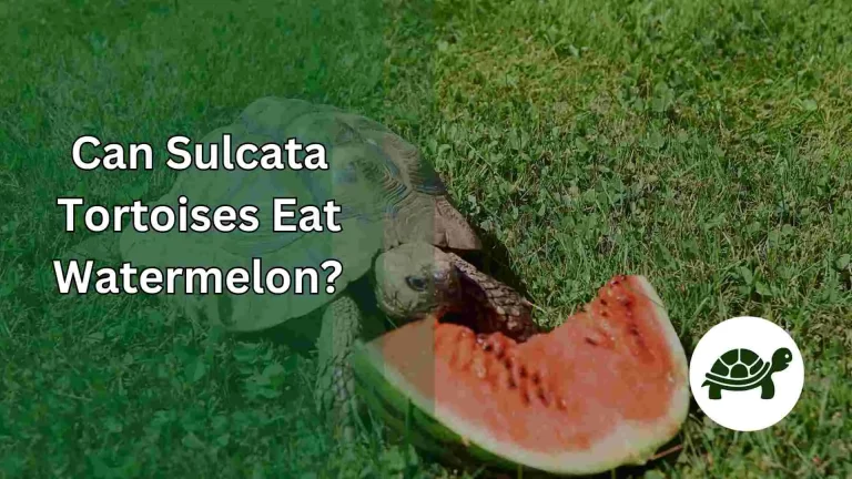 Can Sulcata Tortoises Eat Watermelon? – All You Need To Know