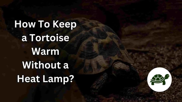 How To Keep a Tortoise Warm Without a Heat Lamp?