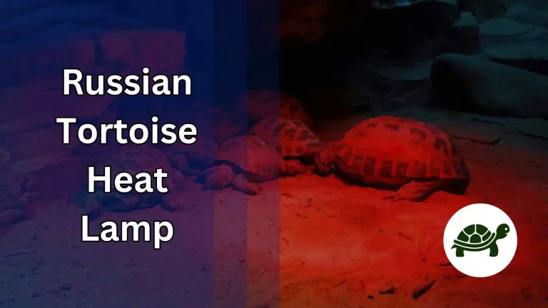 Russian Tortoise Heat Lamp – All You Need To Know