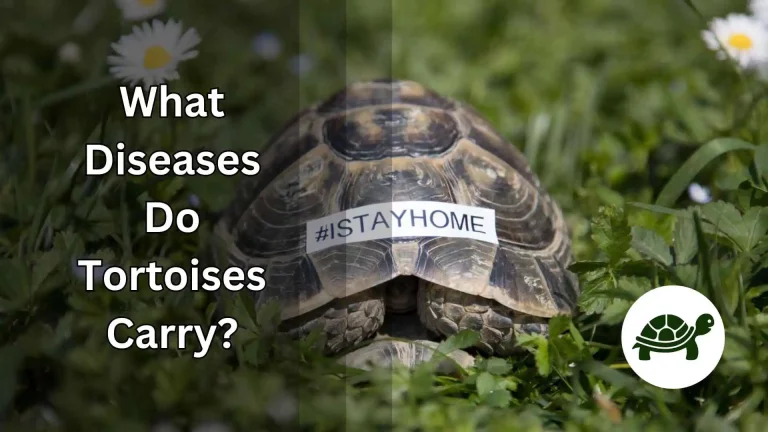 What Diseases Do Tortoises Carry? – All You Need To Know