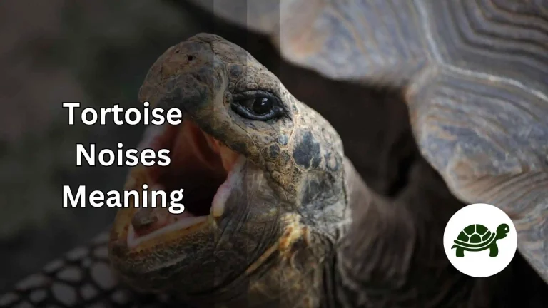 Tortoise Noises Meaning – All You Need To Know