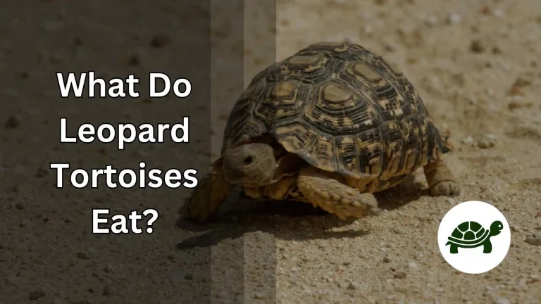 What Do Leopard Tortoises Eat? – All You Need To Know