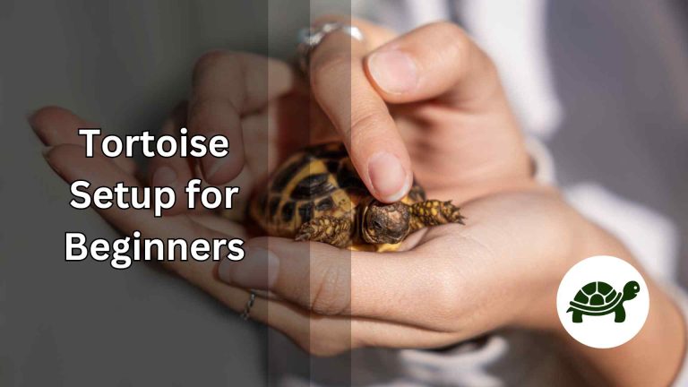 Tortoise Setup for Beginners – All You Need To Know