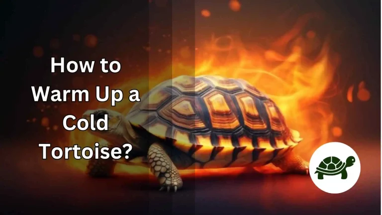How to Warm Up a Cold Tortoise? – All You Need To Know