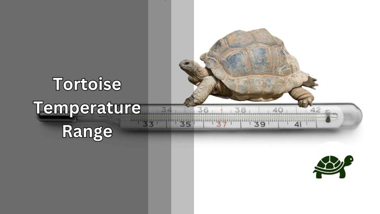 Tortoise Temperature Range – All You Need To Know