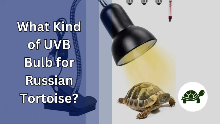What Kind of UVB Bulb for Russian Tortoise? – All You Need To Know