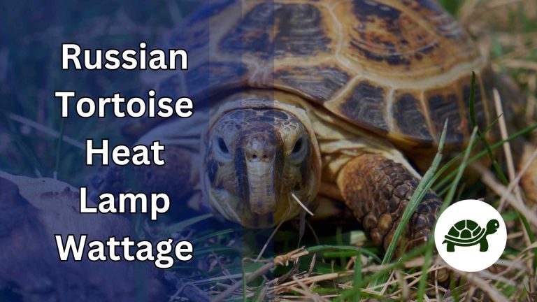 Russian Tortoise Heat Lamp Wattage – All You Need To Know