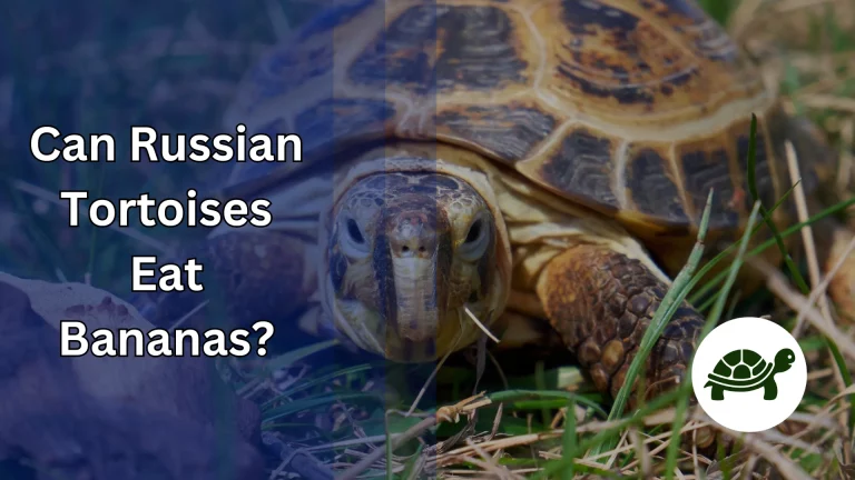 Can Russian Tortoises Eat Bananas? – All You Need To Know