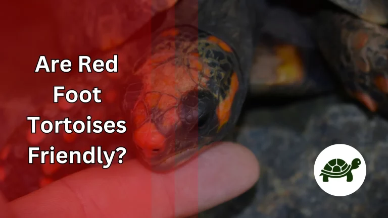 Are Red Foot Tortoises Friendly? – All You Need To Know