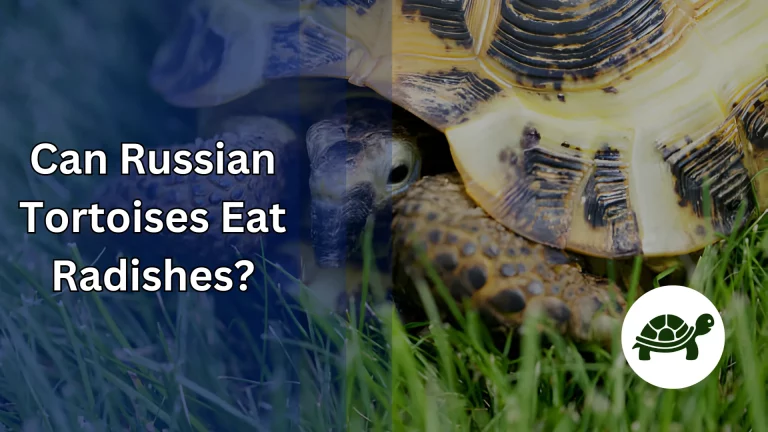 Can Russian Tortoises Eat Radishes? – All You Need To Know