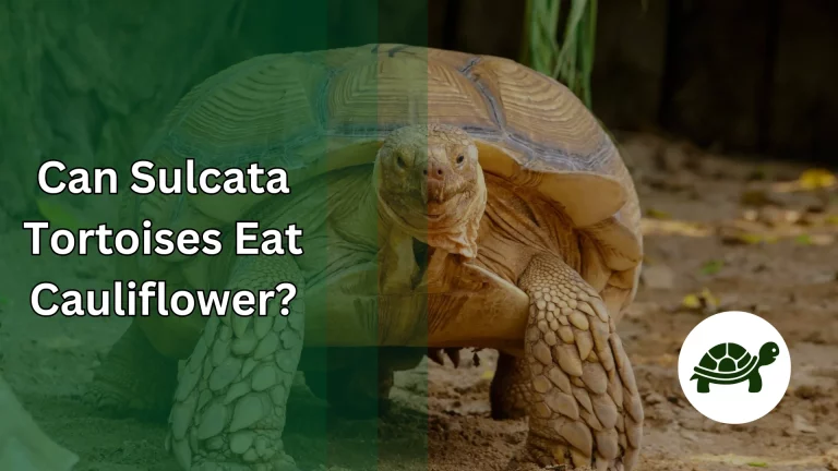 Can Sulcata Tortoises Eat Cauliflower? – All You Need To know