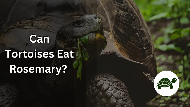 Can Tortoises Eat Rosemary? – All You Need To Know