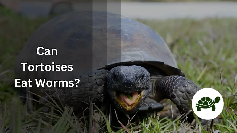 Can Tortoises Eat Worms? – All You Need To Know