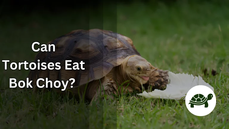 Can Tortoises Eat Bok Choy? – All You Need To Know