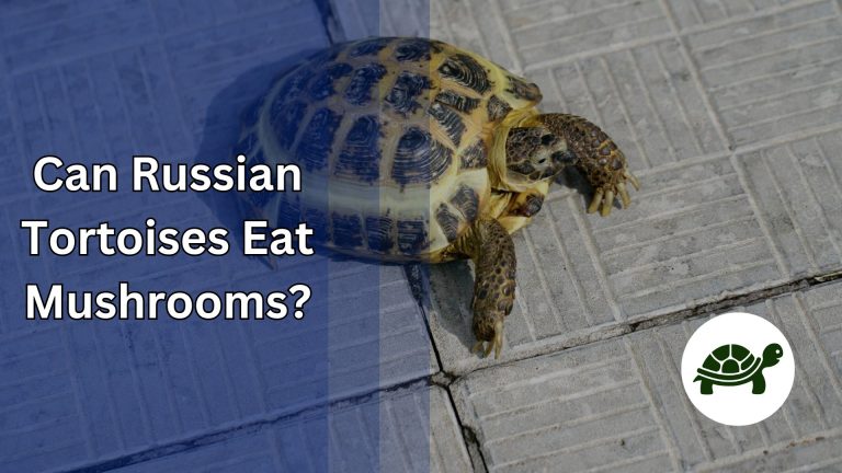 Can Russian Tortoises Eat Mushrooms? – All You Need To Know