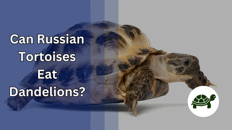 Can Russian Tortoises Eat Dandelions? – All You Need To Know
