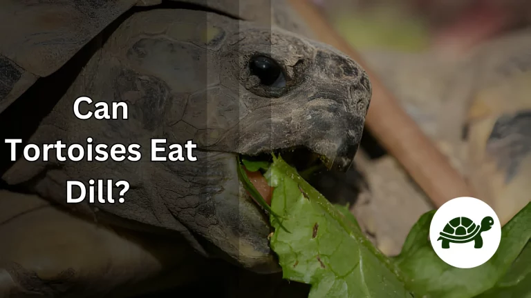 Can Tortoises Eat Dill? – All You Need To Know