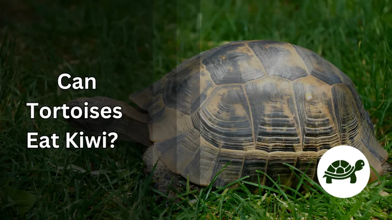 Can Tortoises Eat Kiwi? – All You Need To Know