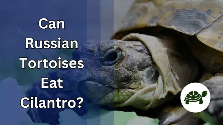 Can Russian Tortoises Eat Cilantro? – All You Need To Know