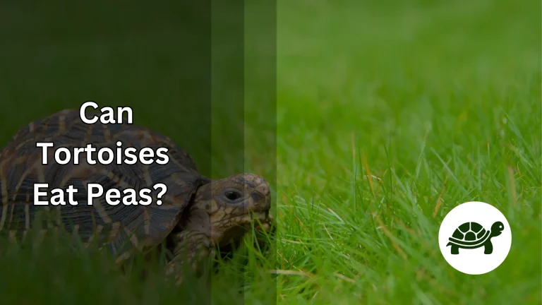Can Tortoises Eat Peas? – All You Need To Know