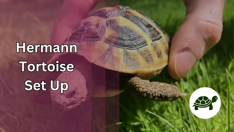 Hermann Tortoise Set Up – All You Need To Know
