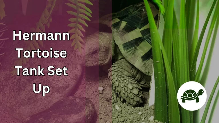 Hermann Tortoise Tank Setup – All You Need To Know