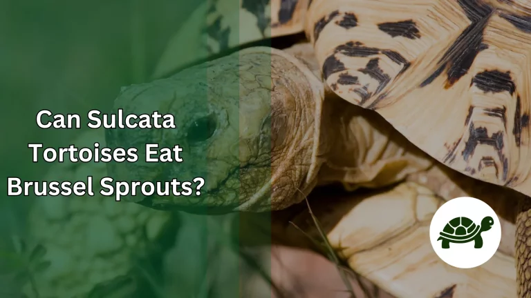 Can Sulcata Tortoises Eat Brussel Sprouts? – All You Need To Know