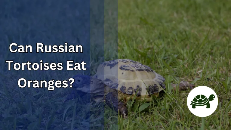 Can Russian Tortoises Eat Oranges? – All You Need To Know