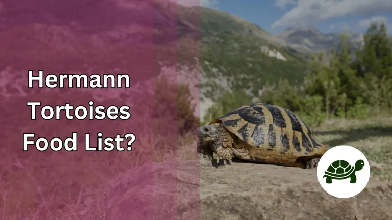 Hermann Tortoises Food List – All You Need To Know