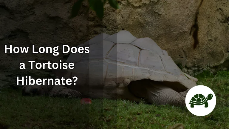 How Long Does a Tortoise Hibernate? – All You Need To Know