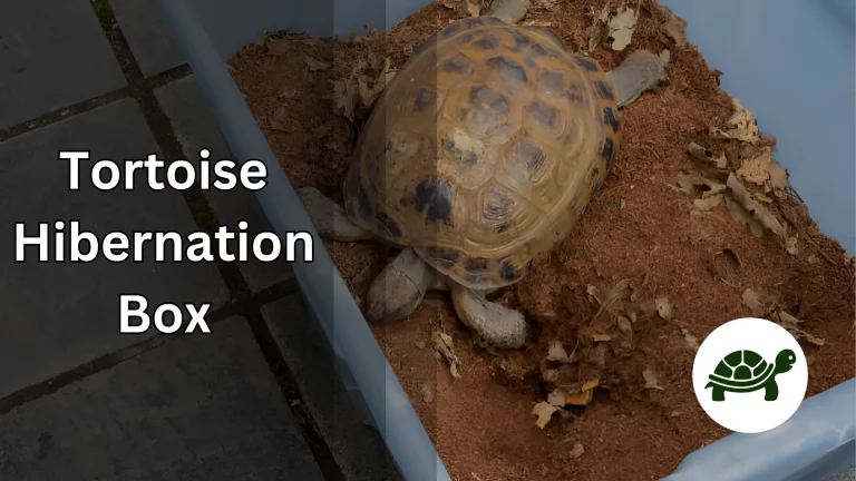 Tortoise Hibernation Box – All You Need To Know