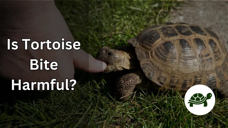 Is Tortoise Bite Harmful? – All You Need To Know