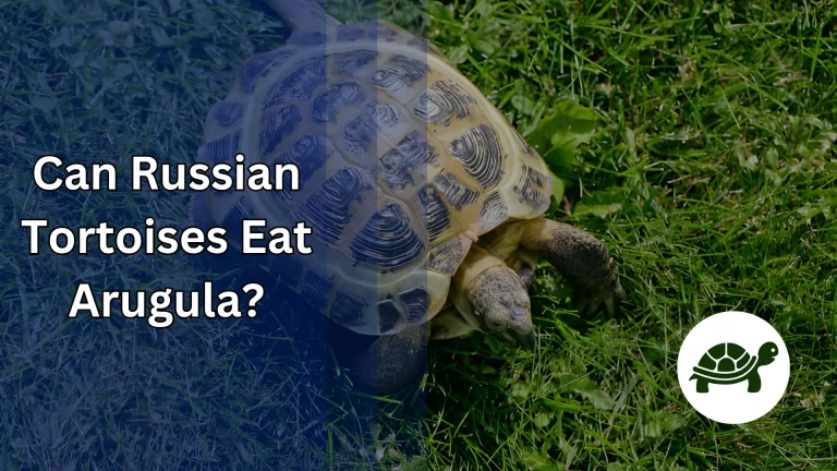 Can Russian Tortoises Eat Arugula? – All You Need To Know