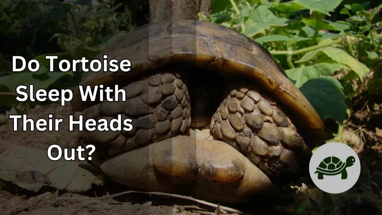 Do Tortoises Sleep With Their Heads Out – All You Need To Know