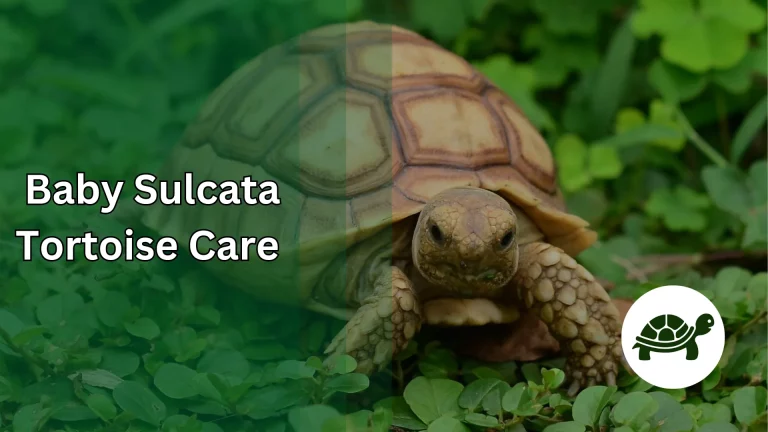 Baby Sulcata Tortoise Care – All You Need To Know