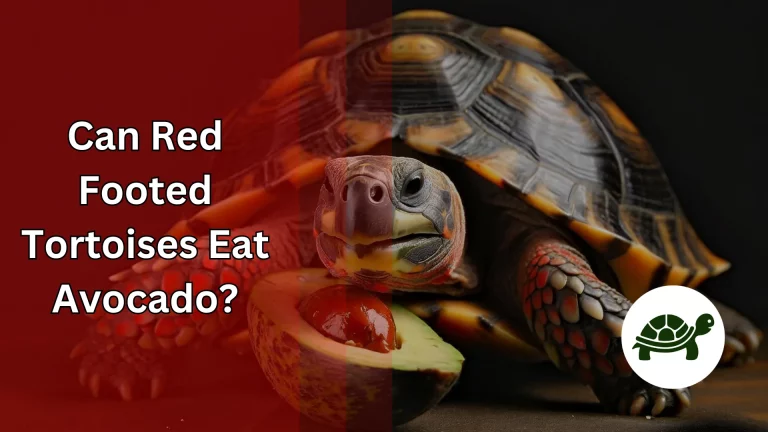 Can Red Footed Tortoises Eat Avocado? – All You Need To Know