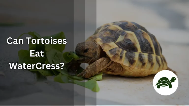 Can Tortoises Eat Watercress? – All You Need To Know