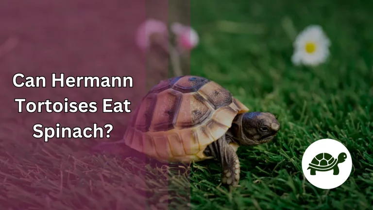 Can Hermann Tortoises Eat Spinach? – All You Need To Know