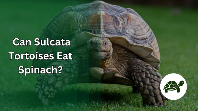 Can Sulcata Tortoises Eat Spinach? – All You Need To Know