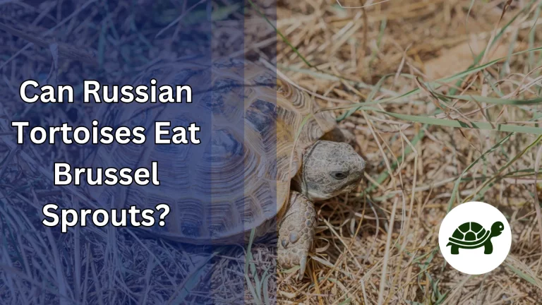 Can Russian Tortoises Eat Brussel Sprouts? – All You Need To Know